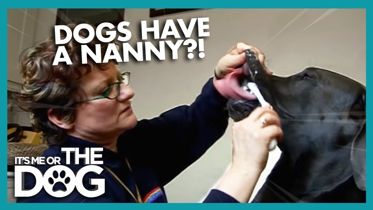 Meet the Luckiest Dogs